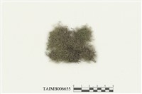 藏品(指葉蘚屬)的圖片